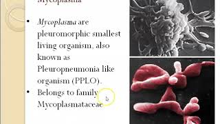 Actinomycetes and mycoplasma [upl. by Naugan]