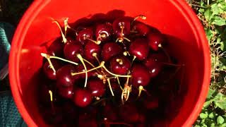 How to Pick Cherries [upl. by Fernas]