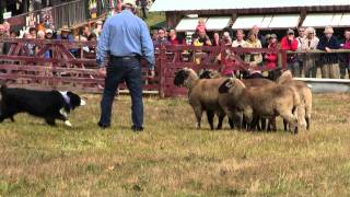 Border Collie Herding Sheep Salt Spring Island Fall Fair Part 1 [upl. by Enaffit656]