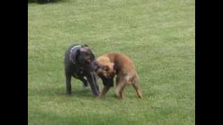 Neapolitan Mastiff Vs German Shepherd [upl. by Finbur]