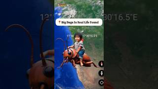 Big Bugs In Real Life Found On Google Maps and Earth shorts mappoint [upl. by Fanning]