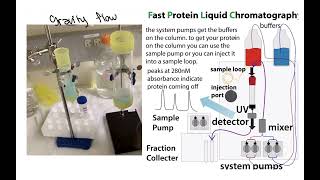 Recombinant protein expression and purification overview quick version [upl. by Keil]