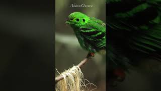 A beautiful Green broadbill nature shorts wildlife [upl. by Adnahcal]