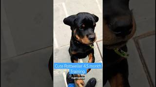 Cute Rottweiler 45 month Training session 434 shorts [upl. by Lesslie]