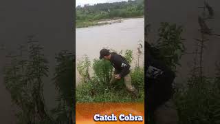 Young people catch cobras on the river bank shorts amazing [upl. by Yennej]