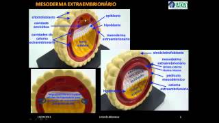 Embrião BilaminarVÍDEO AULA [upl. by Henigman861]