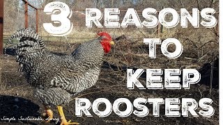 Why I will ALWAYS Have Roosters in My Flock [upl. by Akinyt]