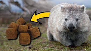 How The Wombat Poops Cubes Wombat wonderful facts [upl. by Crescentia]