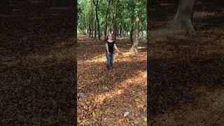 Into the Woods shorts shortsvideo shorts forest ilovenature [upl. by Bellanca565]