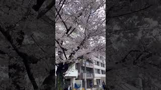 Cherry Blossoms in Tokyo Japan 2023  Spring Time  Sakurasakura [upl. by Turpin338]