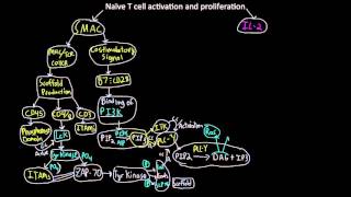 Naive T cell activaton and proliferation map [upl. by Nylirak]