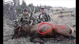 Crossbow Elk with Ashby 315 Broadhead [upl. by Enialehs986]