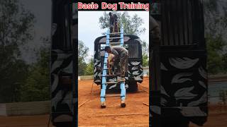 Bus 🚌jump 🐕‍🦺belgium shortfeed trending belgiummalinois k9 viralshort doglover policedog [upl. by Akapol]