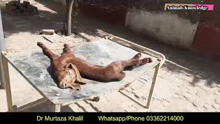 What is Listeriosis in goats how it diagnose and treatment by Dr Murtaza Khalil ANIMALS KNOWLEDGE [upl. by Kiraa]