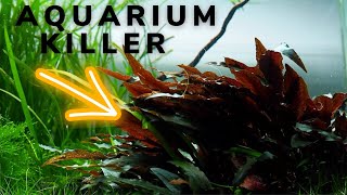 Cryptocoryne will KILL your AQUASCAPE [upl. by Cassil118]