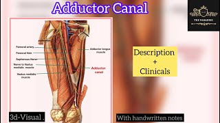 Adductor canal in just 6 minutes ✌️anatomy anatomymadeeasy lowerlimbanatomy medicalstudent [upl. by Nnagrom432]