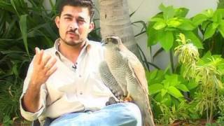 Falconry in Pakistan an introduction [upl. by Laemsi]