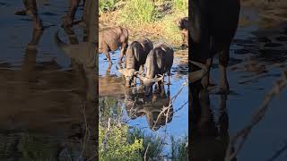 RedBilled Oxpeckers Tend to Drinking Buffalo in Kruger Parks Dry Riverbed slowmotions wildlife [upl. by Morgun480]