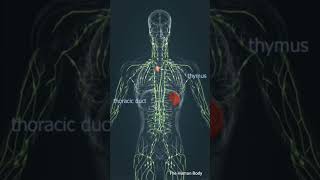 Lymphatic system spleen anatomy meded short [upl. by Vena377]