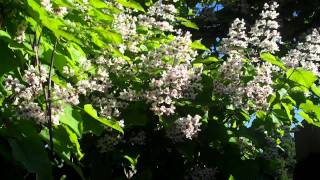 148 CATALPA Tree [upl. by Trautman]