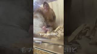 自分の唾液でべちゃべちゃなハムスター ハムスター ハムちゃん ゴールデンハムスター pets 癒し 可愛い [upl. by Noizneb]