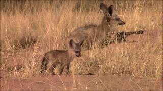 Bat eared fox cubs [upl. by Eirret430]