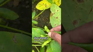 Dollar soybean variety  youtubeshorts farming soybeanfarming [upl. by Yhtimit]