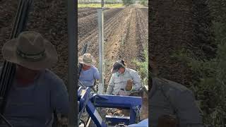 ASÍ SE HACE una PLANTACIÓN de OLIVAR en FINCA GESTAGRO en la campiña de CÓRDOBA  aceite AGRICULTURA [upl. by Ahsiat]