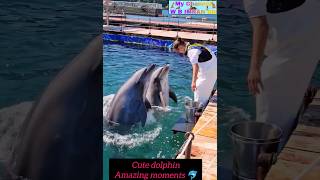 Dolphins best moment shortsfeed dolphin trendingshorts viralvideo 🙏🙏 [upl. by Lange]