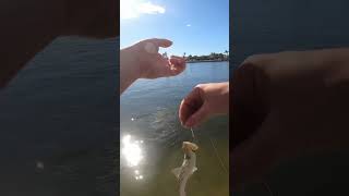 Catching one of the ugliest fish in the ocean fishing florida tampabay lizardfish [upl. by Enialem]