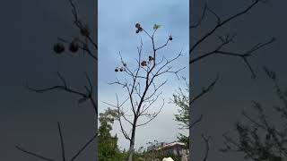 PANICUA COCHLOSPERMUM VITIFOLIUM [upl. by Tades]