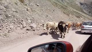 Arrieros en embalse el yeso chile [upl. by Aramo]