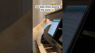 my shiba playing the piano puppy japanesedog shibainu shiba shibadog shorts dogsofyoutube [upl. by Anyel]