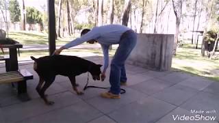 Adiestramiento canino del dobermann [upl. by Bashuk369]