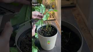 Fiddle plant care 🪴fiddle plantcare shortsfeed youtube pruning gardening plants plantlover [upl. by Eesak]