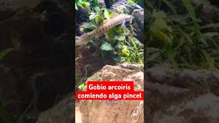 Gobio arcoiris comiendo alga pincel [upl. by Adnirod]