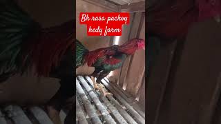 bk rasa packoy hedy farm [upl. by Ahsiena]