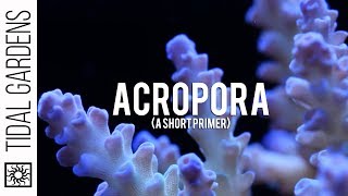 Some thoughts on Acropora Staghorn Corals [upl. by Ifill]