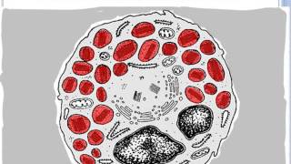 HISTOLOGIE TISSU SANGUIN ET HEMATOPOEISE [upl. by Myrtie54]