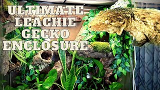 Ultimate Leachie Gecko Enclosure [upl. by Neelyk]