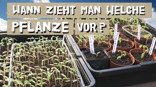 Wann welche Pflanze vorziehen Tipps zur Jungpflanzenvoranzucht [upl. by Ybanrab]