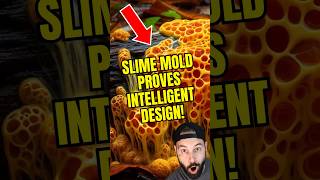 The Slime Mold That Will Change Your Mind About Intelligent Design [upl. by Adnilg201]