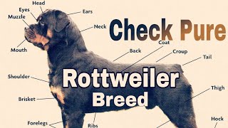 How to Check Pure Rottweiler Breed  Check Rottweiler Purity [upl. by Leuqim463]