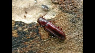 In search of some nocturnal coleoptera [upl. by Isidro]