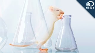 Scientists Made This Mouse Nearly Invisible [upl. by Race]