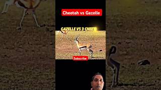 Cheetah vs Gazelle trending shorts [upl. by Adnarram]