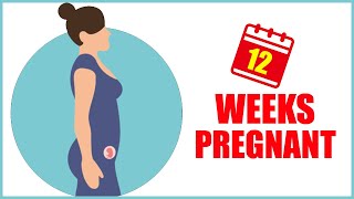 12 Weeks Pregnant – Baby Size in Womb and Symptoms of Pregnancy [upl. by Othe]