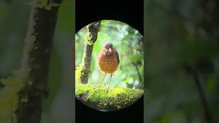 Giant Antpitta  Refugio Paz de las Aves [upl. by Cinderella]