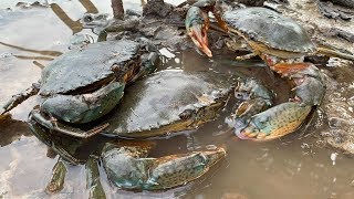 GIANT MUD CRAB Catching  Catching Alimango in the Mangroves  Find Giant Mud Crab In Secret Hole [upl. by Erasmo371]