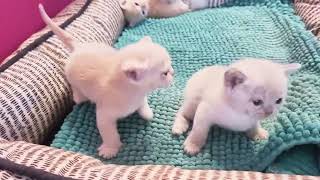 Burmese Kittens in a basket [upl. by Tdnarb284]